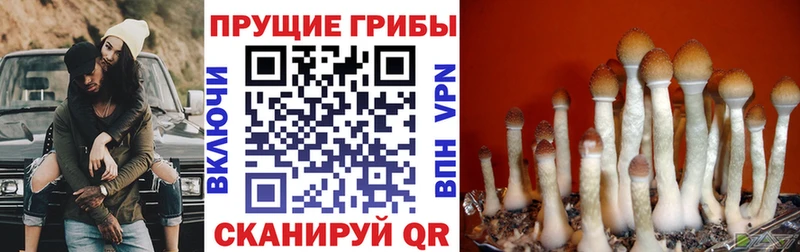 Псилоцибиновые грибы Psilocybine cubensis  Купить  Городовиковск 
